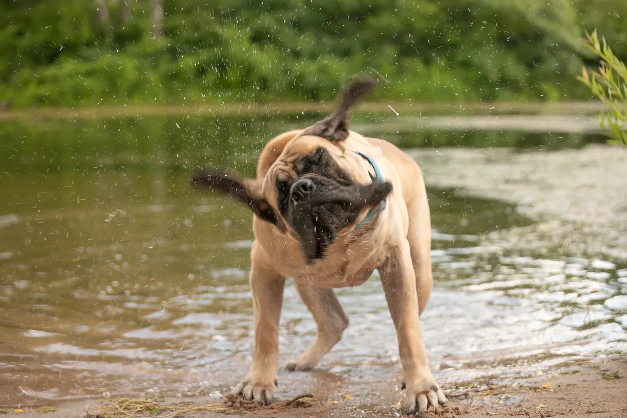 Pets photo 27 of 76 by K Schulz Photography
