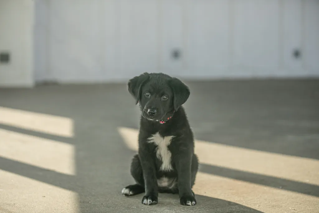 a year of Montana the puppy, photo 2 of 18