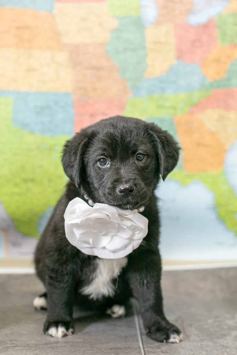 a year of Montana the puppy, photo 1 of 18