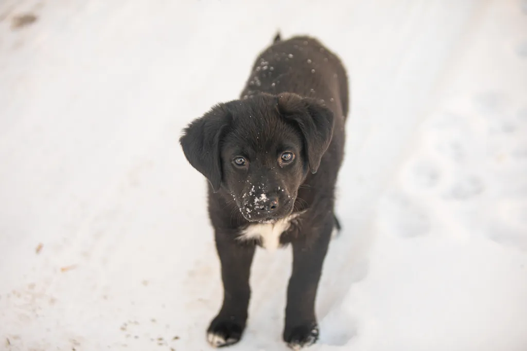 a year of Montana the puppy, photo 3 of 18
