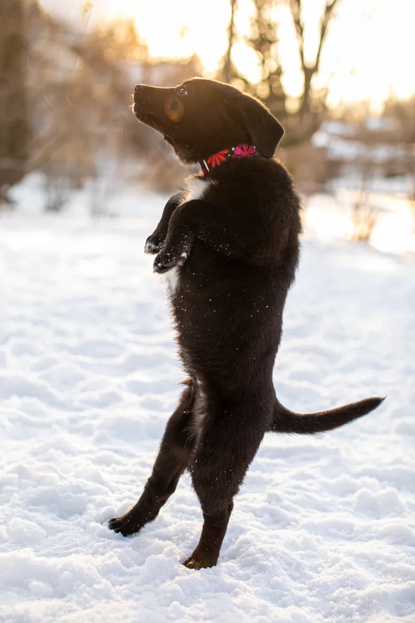 a year of Montana the puppy, photo 4 of 18