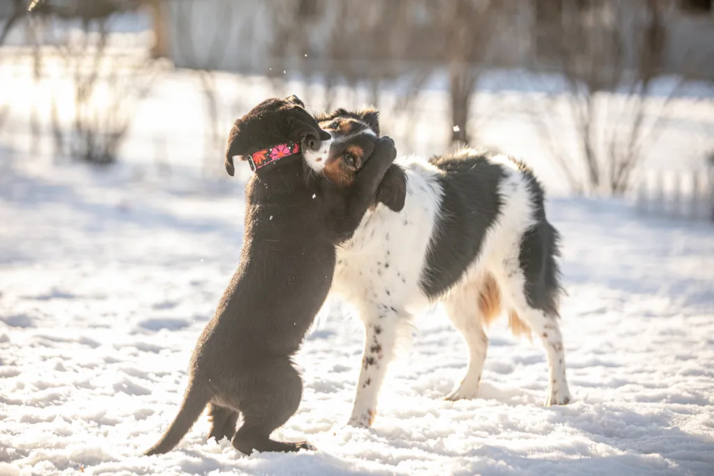 a year of Montana the puppy, photo 5 of 18