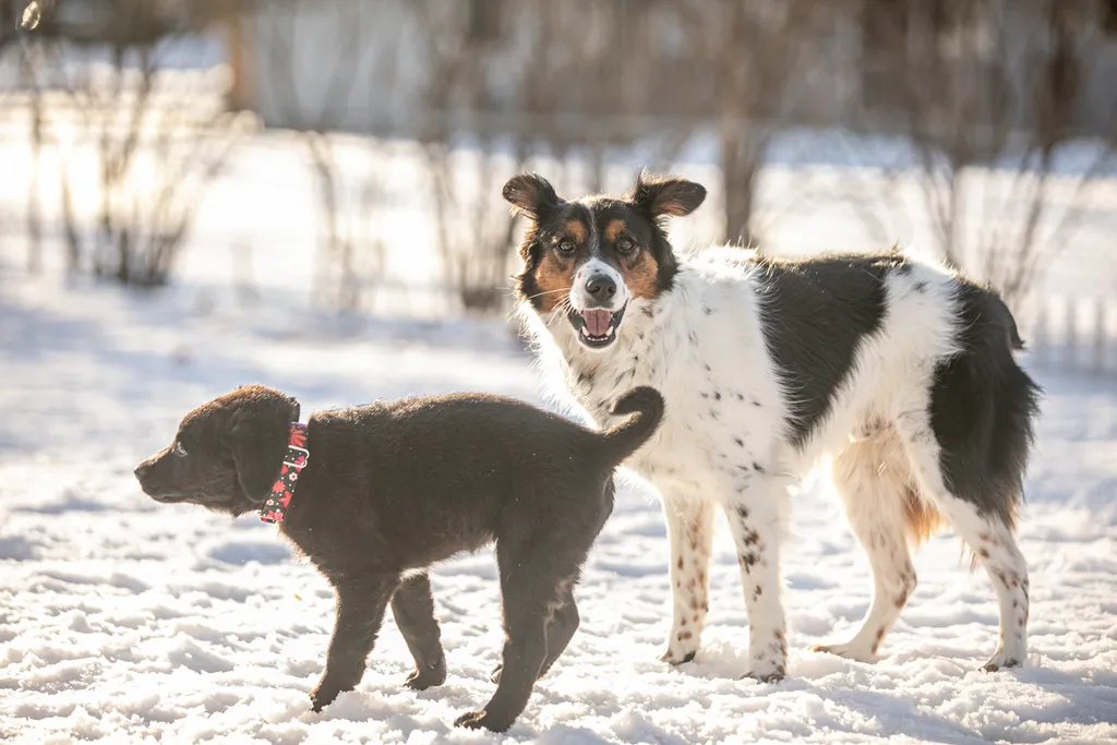 a year of Montana the puppy, photo 6 of 18