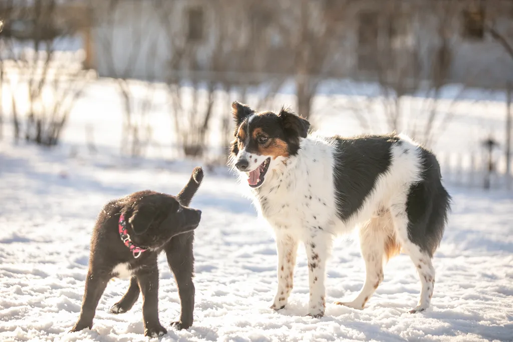 a year of Montana the puppy, photo 7 of 18