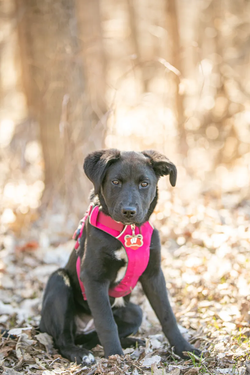 a year of Montana the puppy, photo 9 of 18
