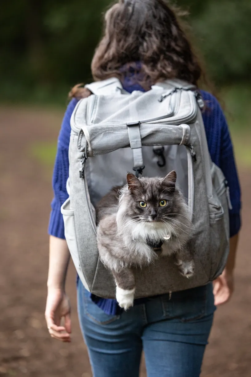 Adventure Cat: Outdoor cat photography, photo 11 of 15