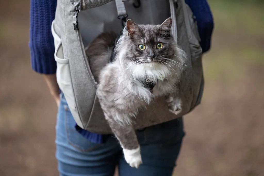 Adventure Cat: Outdoor cat photography, photo 9 of 15