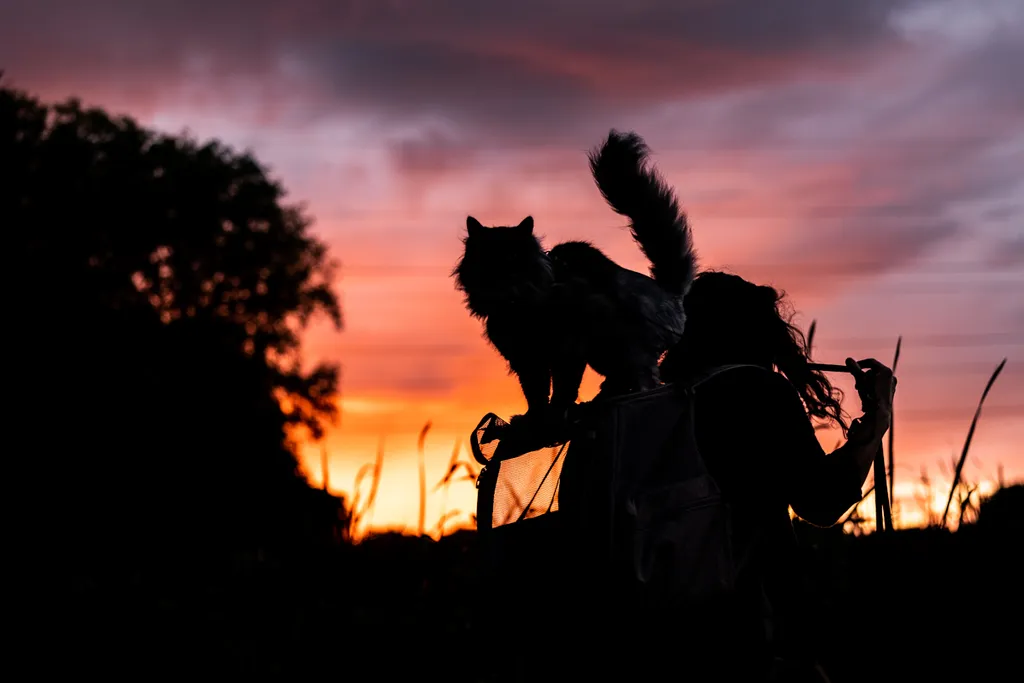 Adventure Cat: Outdoor cat photography, photo 14 of 15