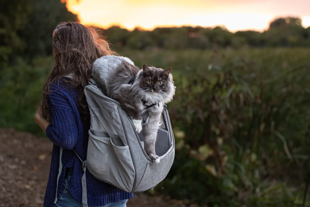 Adventure Cat: Outdoor cat photography, photo 12 of 15
