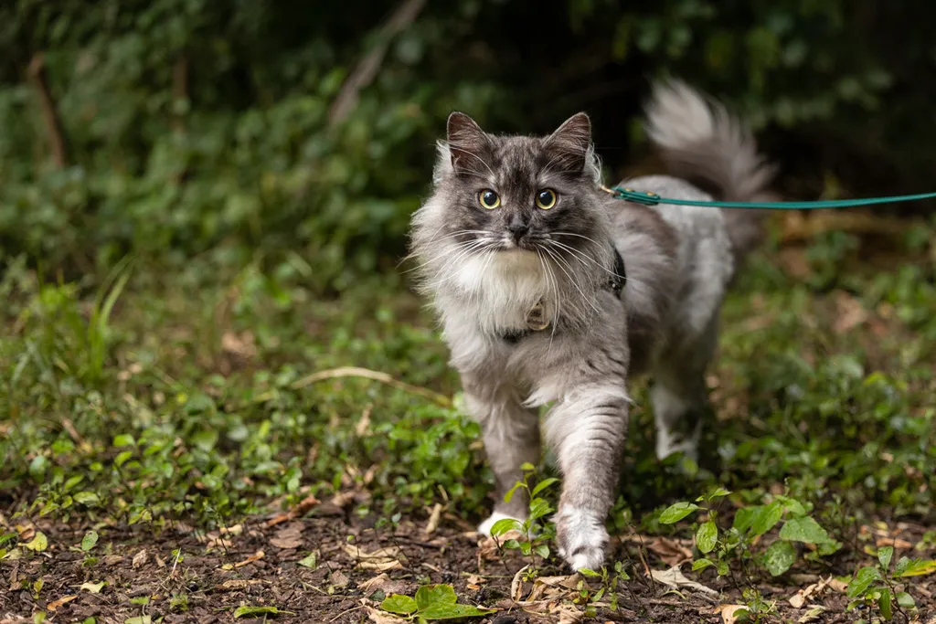 Adventure Cat: Outdoor cat photography, photo 2 of 15
