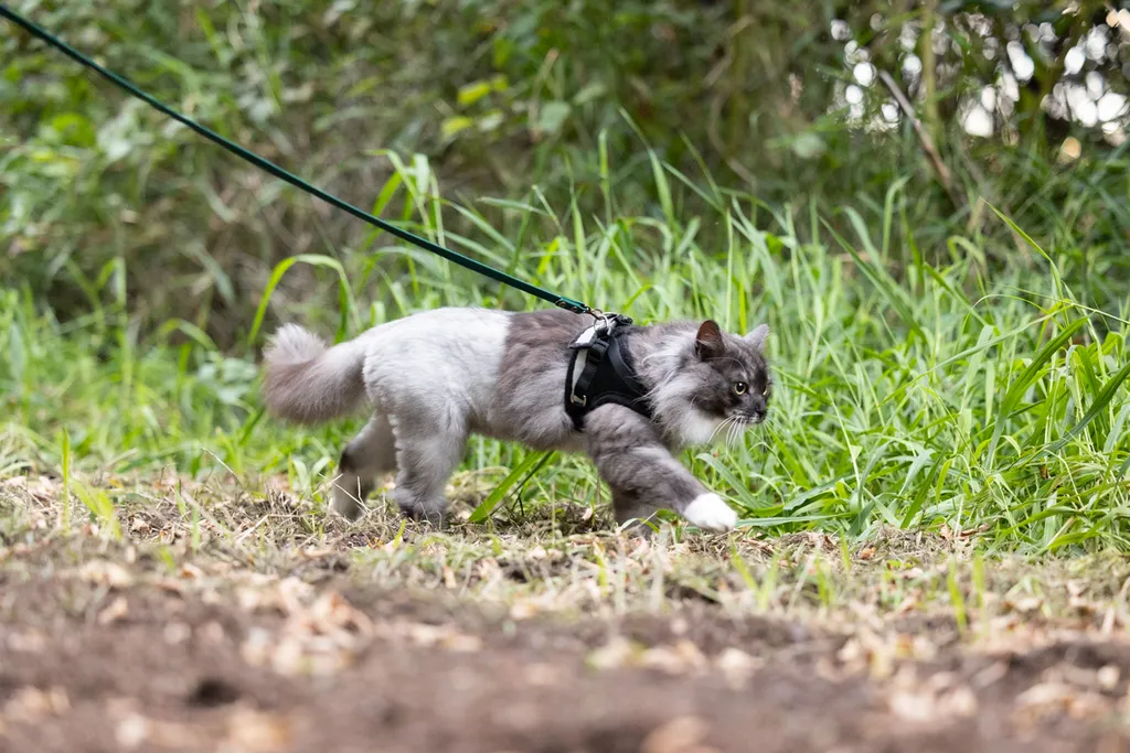 Adventure Cat: Outdoor cat photography, photo 3 of 15
