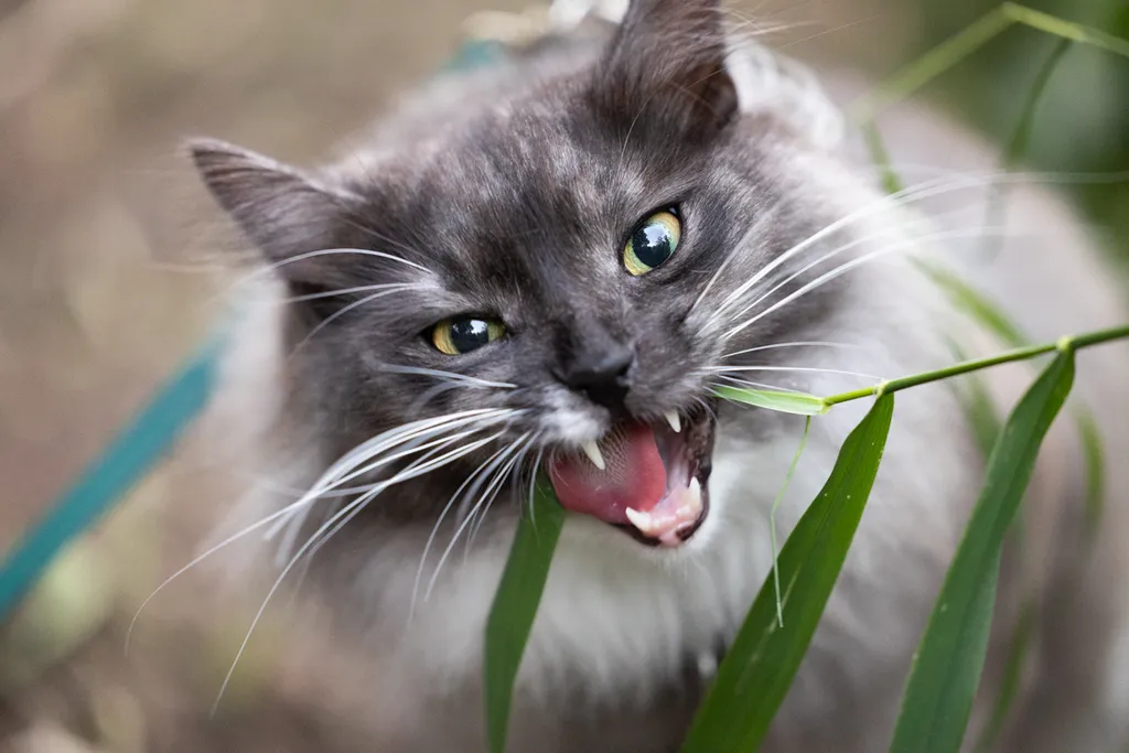 Adventure Cat: Outdoor cat photography, photo 4 of 15
