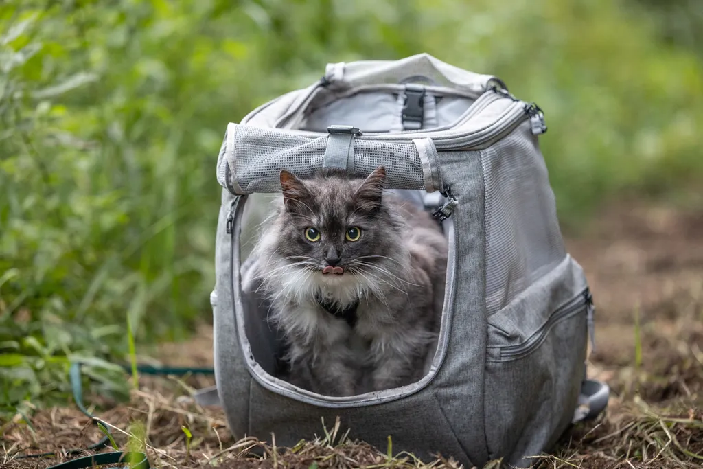 Adventure Cat: Outdoor cat photography, photo 5 of 15