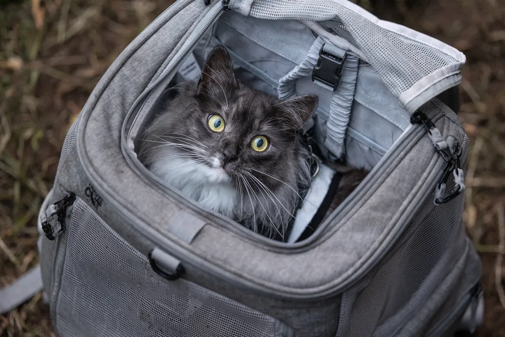 Adventure Cat: Outdoor cat photography, photo 7 of 15