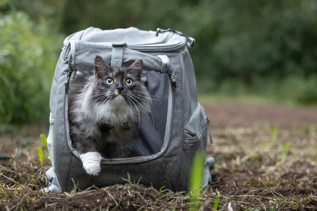 Adventure Cat: Outdoor cat photography, photo 8 of 15