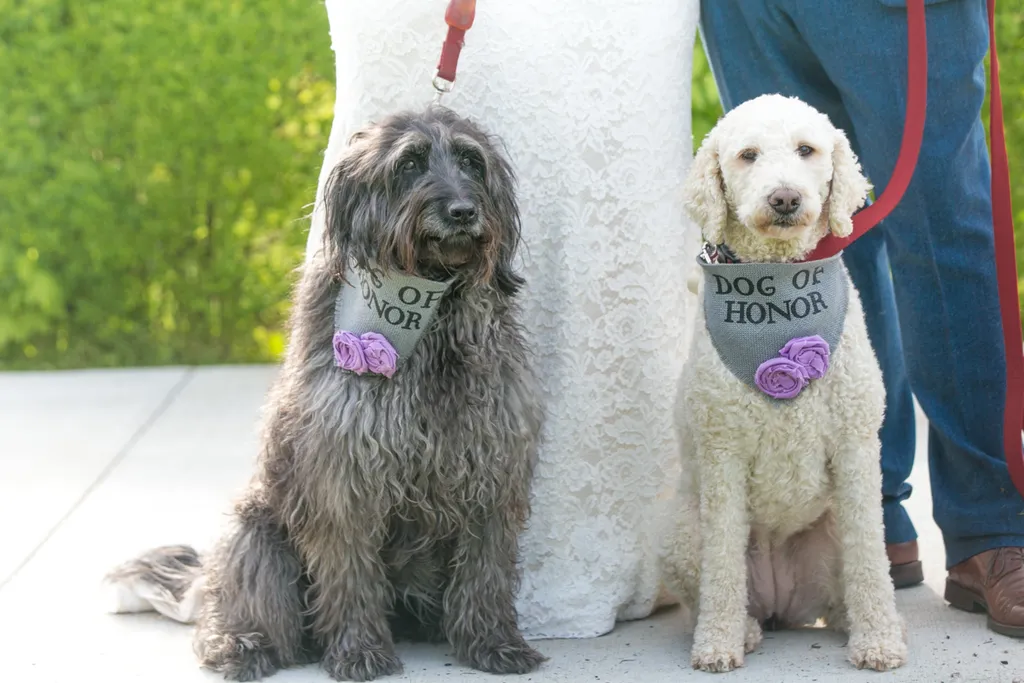 Backyard wedding involving your dogs, photo 21 of 38