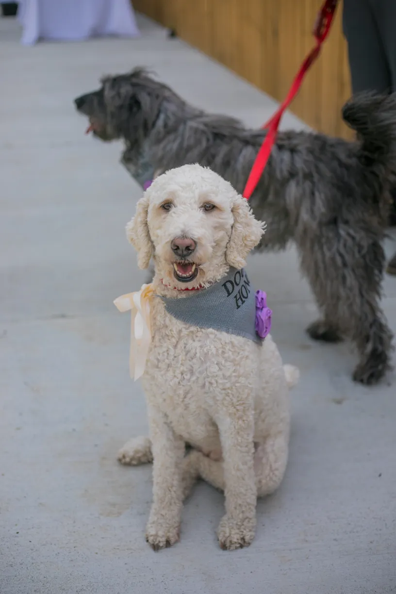 Backyard wedding involving your dogs, photo 14 of 38