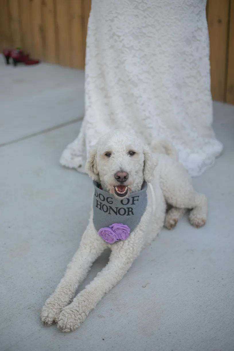 Backyard wedding involving your dogs, photo 15 of 38