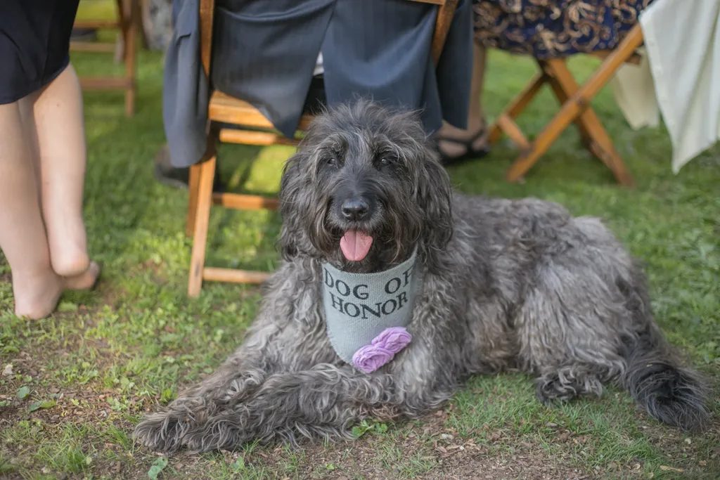 Backyard wedding involving your dogs, photo 16 of 38