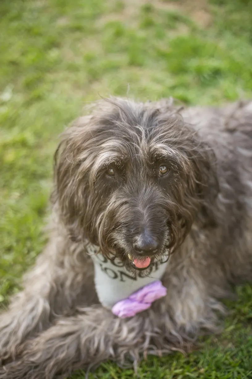 Backyard wedding involving your dogs, photo 19 of 38