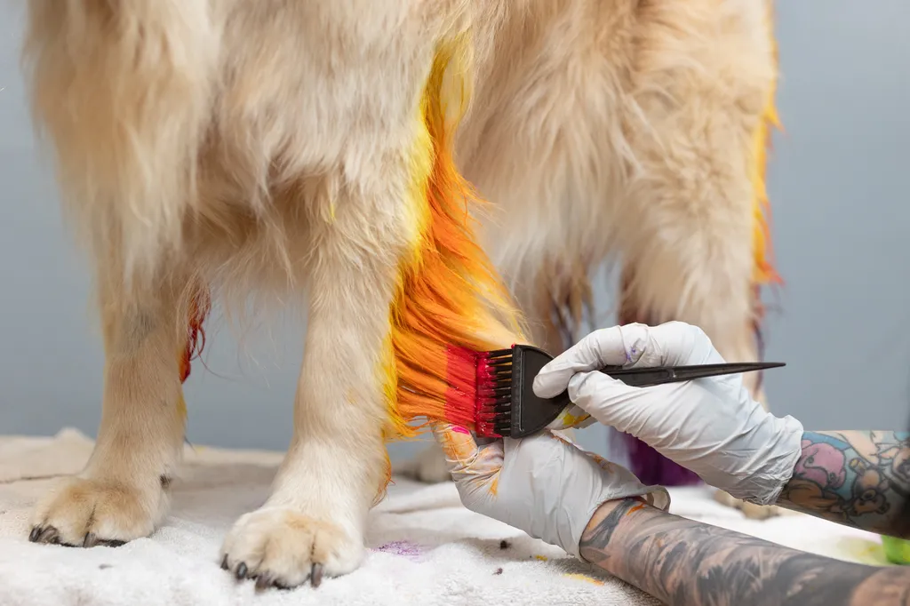 dog getting their fur dyed