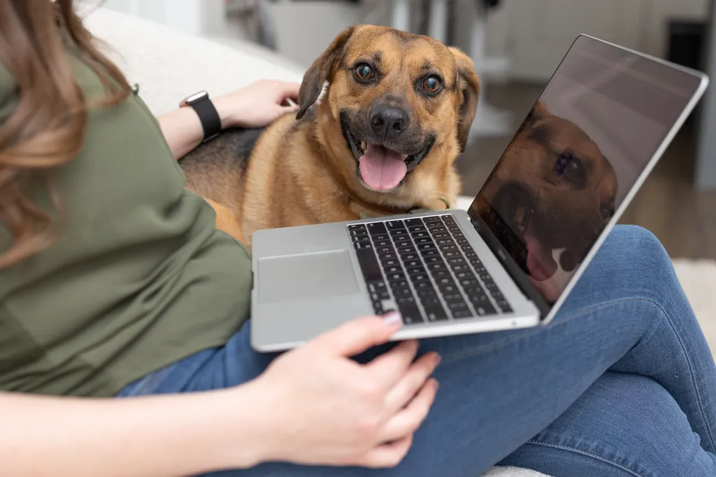 dog and laptop