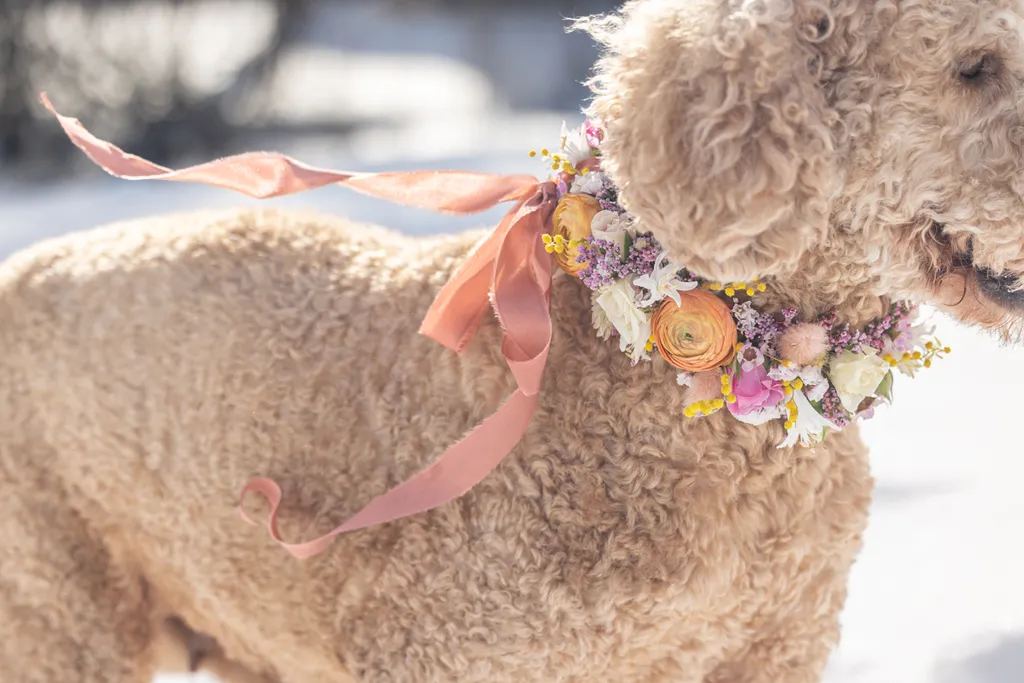 dog wearing flower collar with flowing ribbon