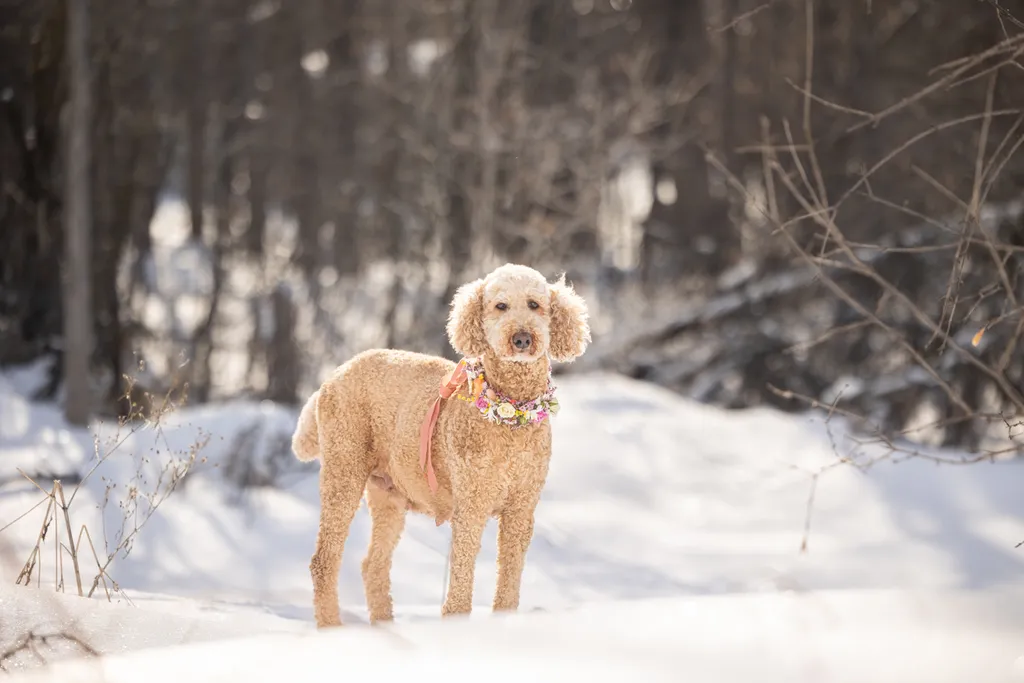 pregnant dog in the snow during maternity photos