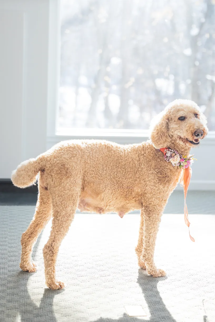 happy poodle pregnant dog