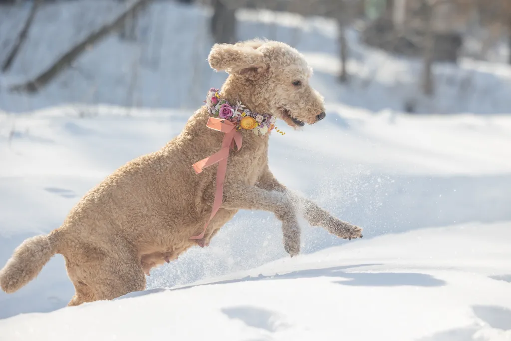 Dog Maternity photos: Underdog rescue Minnesota, photo 8 of 15