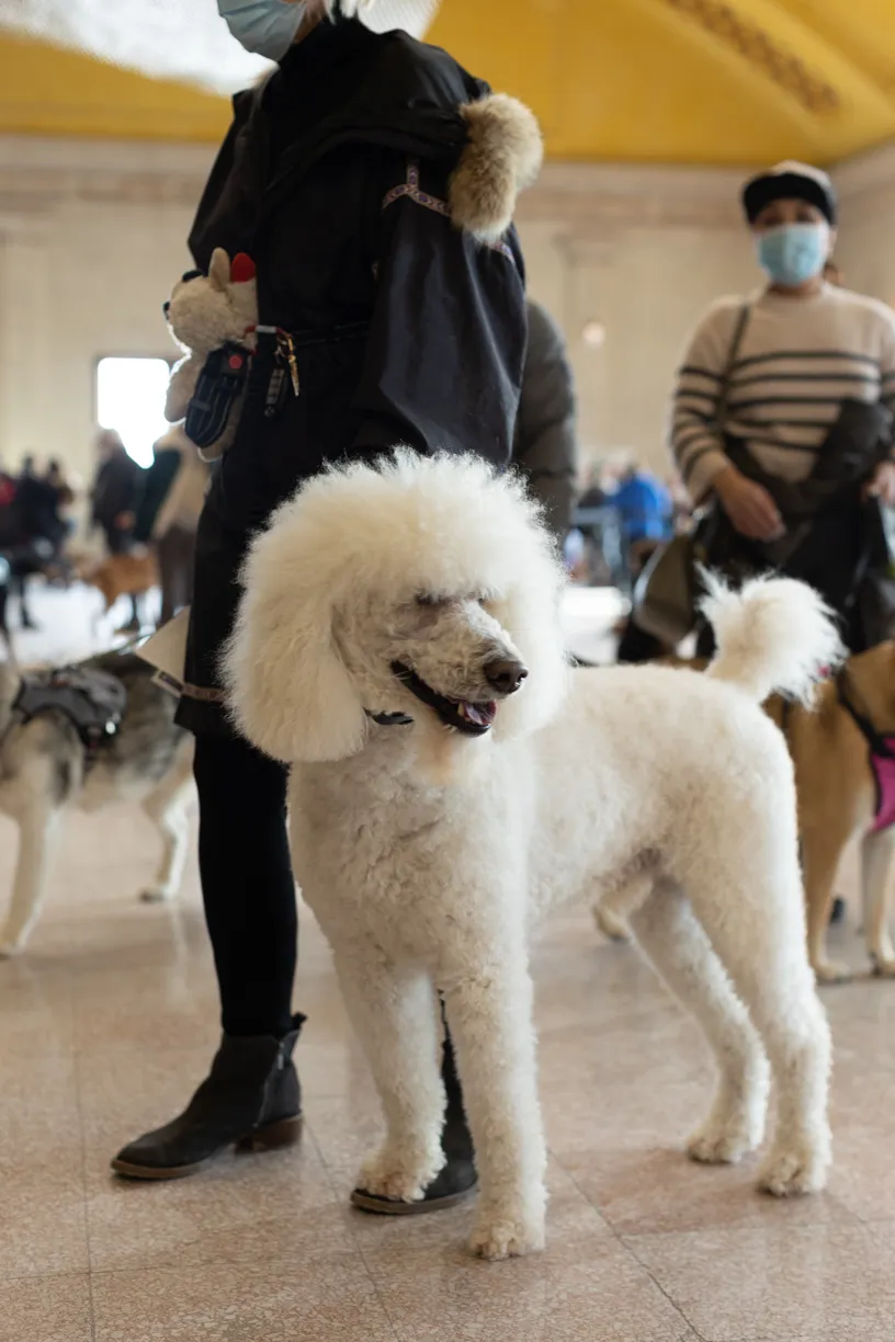 Doggie Depot at Union Station 2022, photo 6 of 15