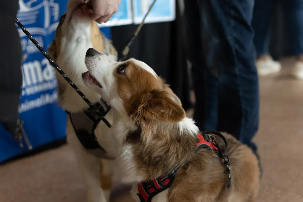 Doggie Depot at Union Station 2022, photo 7 of 15