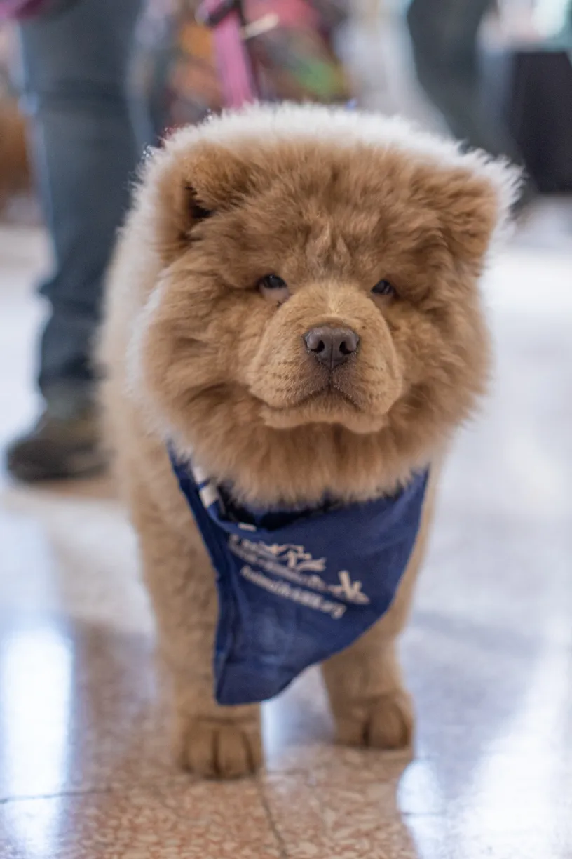 Doggie Depot at Union Station 2022, photo 13 of 15