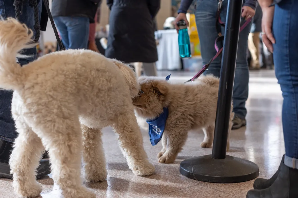 Doggie Depot at Union Station 2022, photo 10 of 15