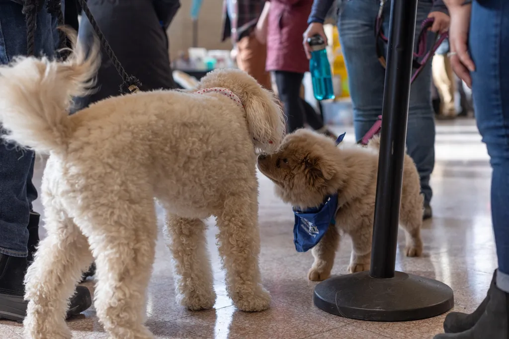 Doggie Depot at Union Station 2022, photo 11 of 15