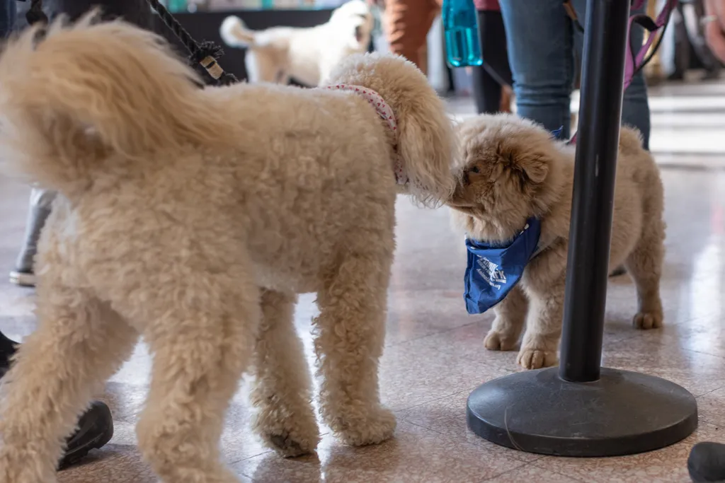 Doggie Depot at Union Station 2022, photo 12 of 15