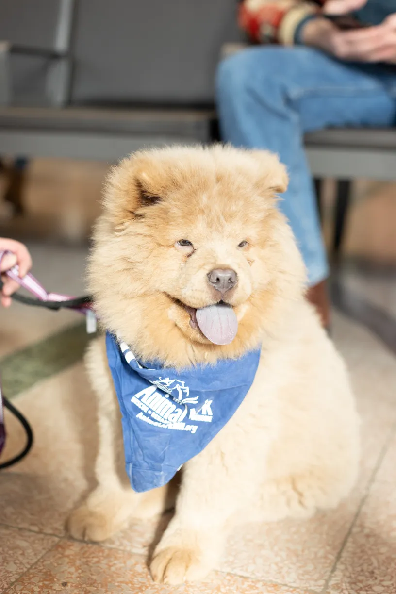 Doggie Depot at Union Station 2022, photo 14 of 15