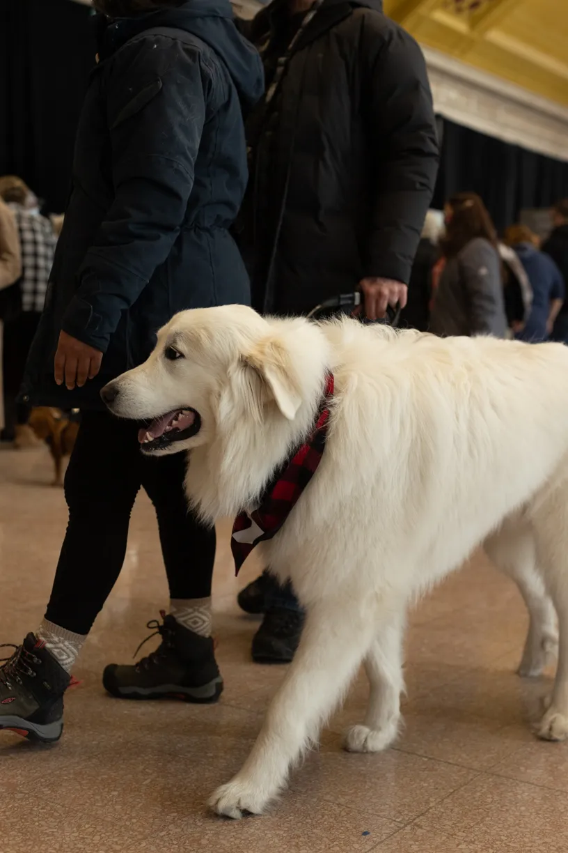 Doggie Depot at Union Station 2022, photo 15 of 15