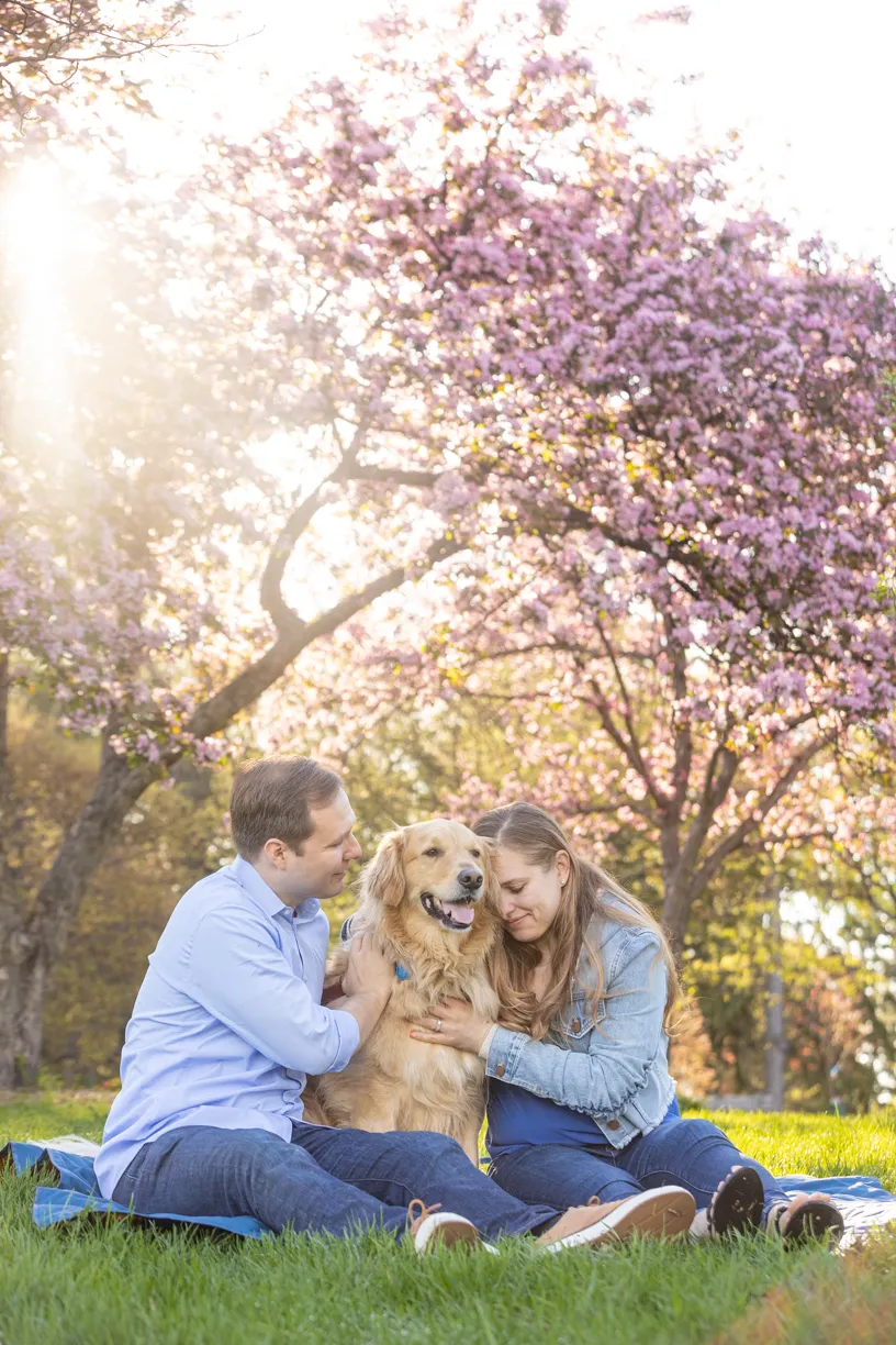 Couple sitting with their golden retriever under a blossoming crabapple tree