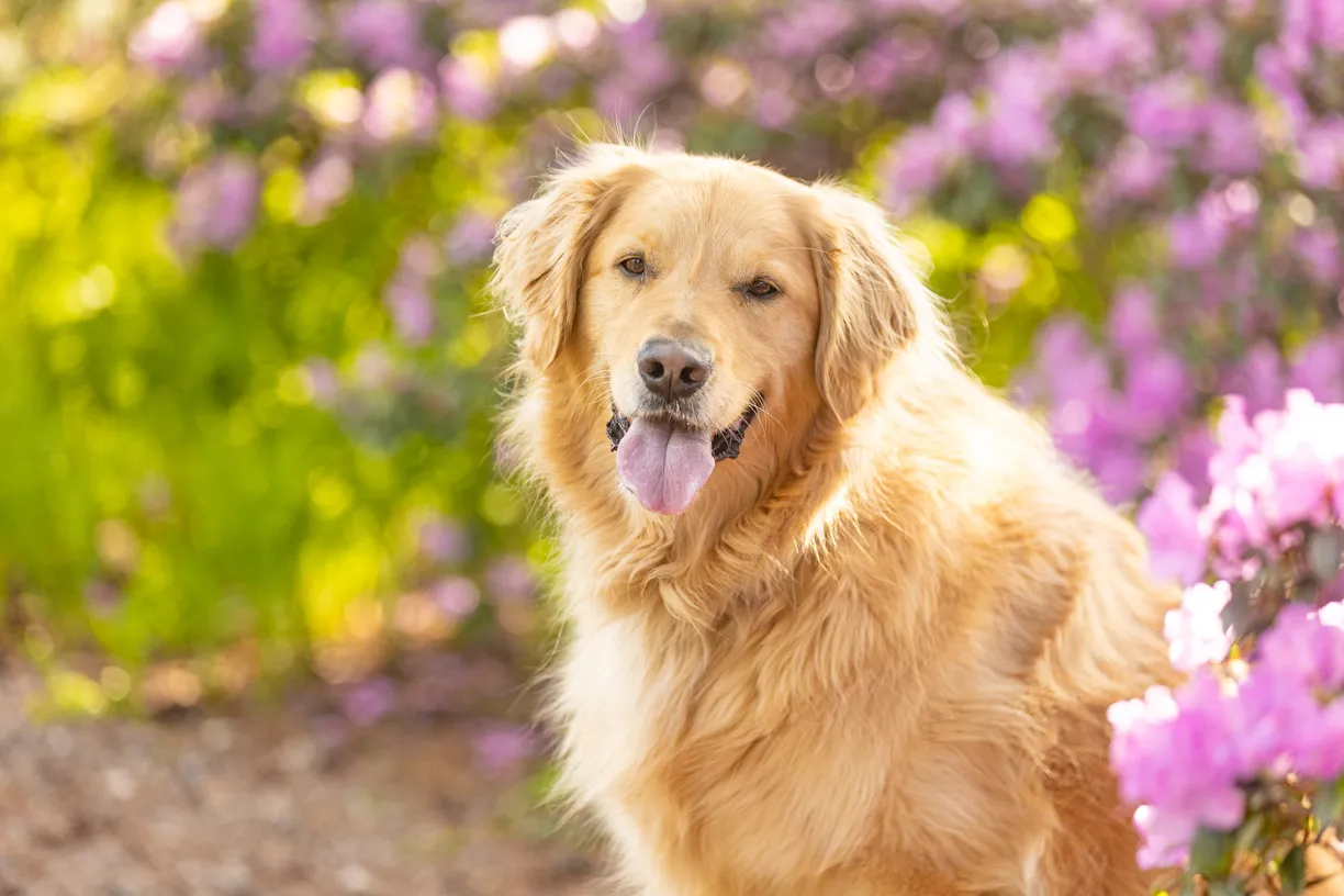 Golden retriever sitting among purple rhododendron blooms