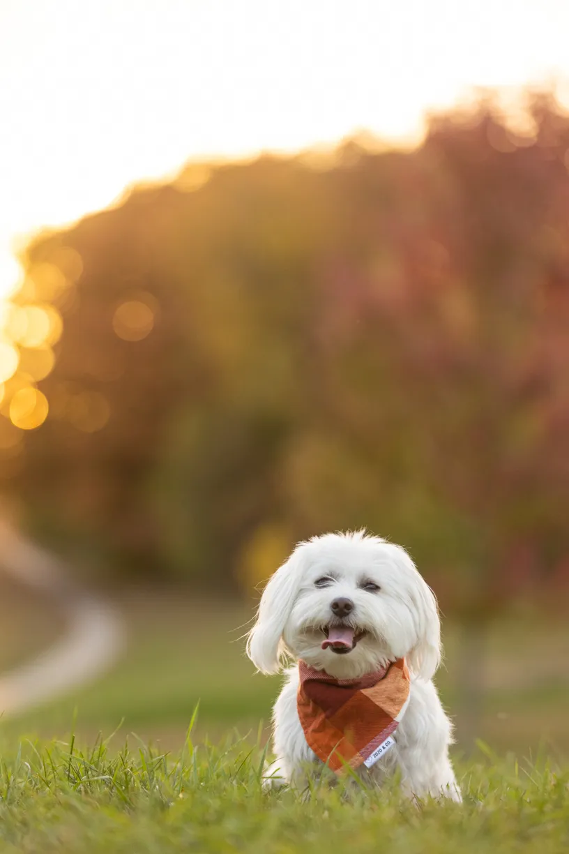 Pets photo 34 of 76 by K Schulz Photography