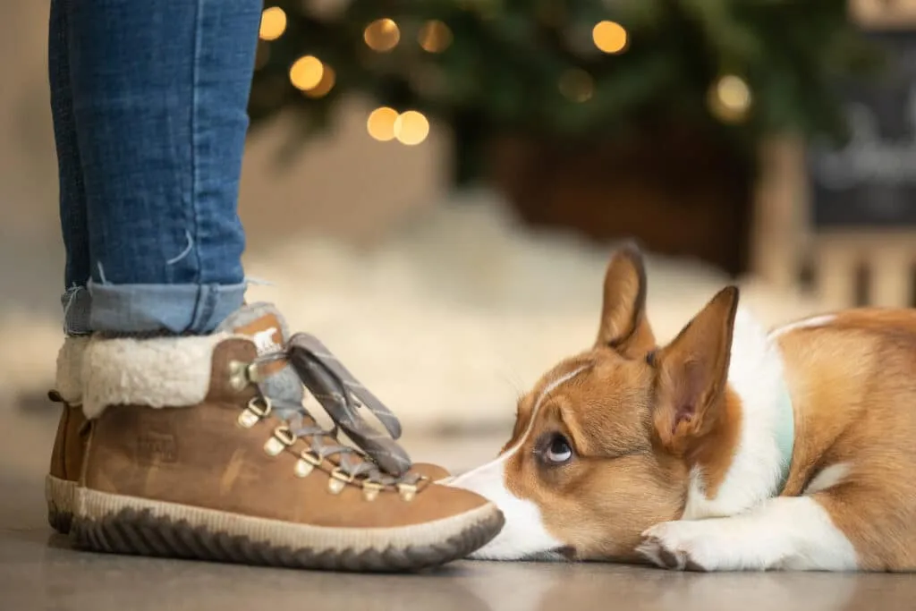 corgi with chin to floor looking up at human