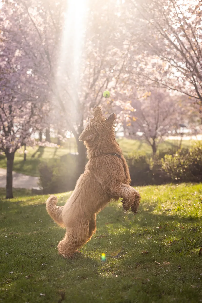big fluffy dog jumping up to catch a tennis ball