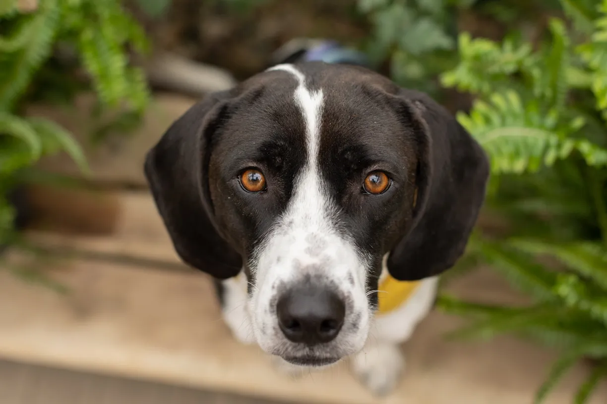 Pets photo 35 of 76 by K Schulz Photography