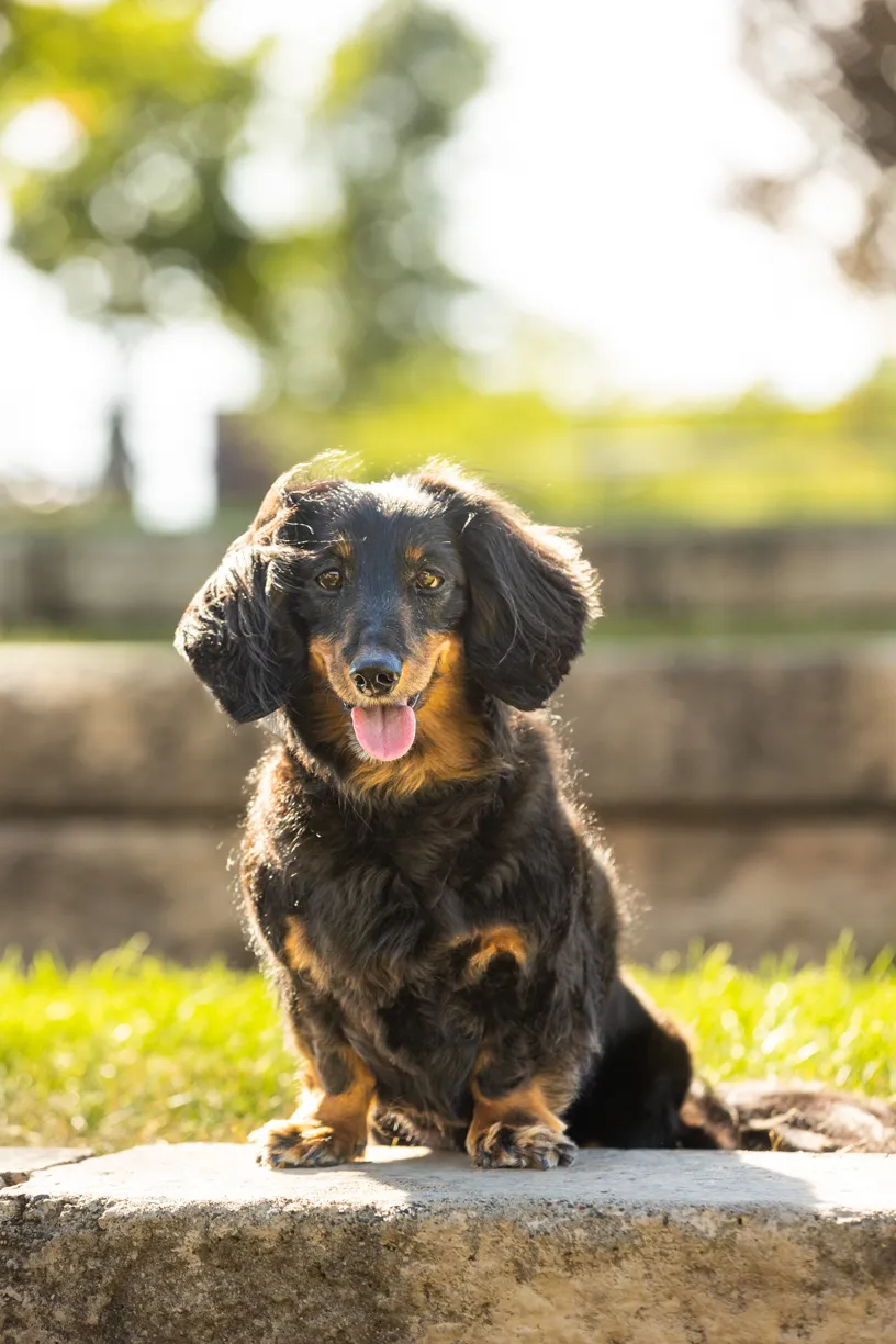 Pets photo 40 of 76 by K Schulz Photography
