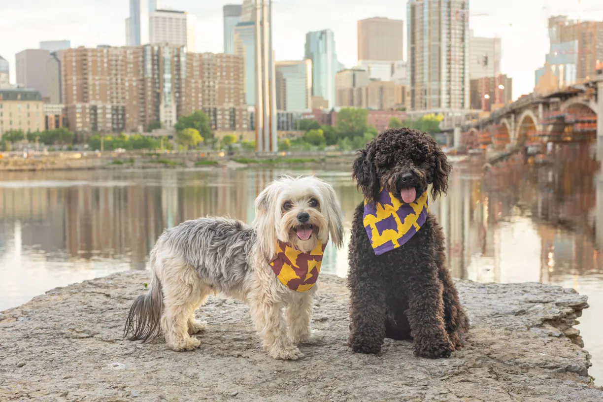 Two small dogs posing on a rock with the Minneapolis skyline behind them