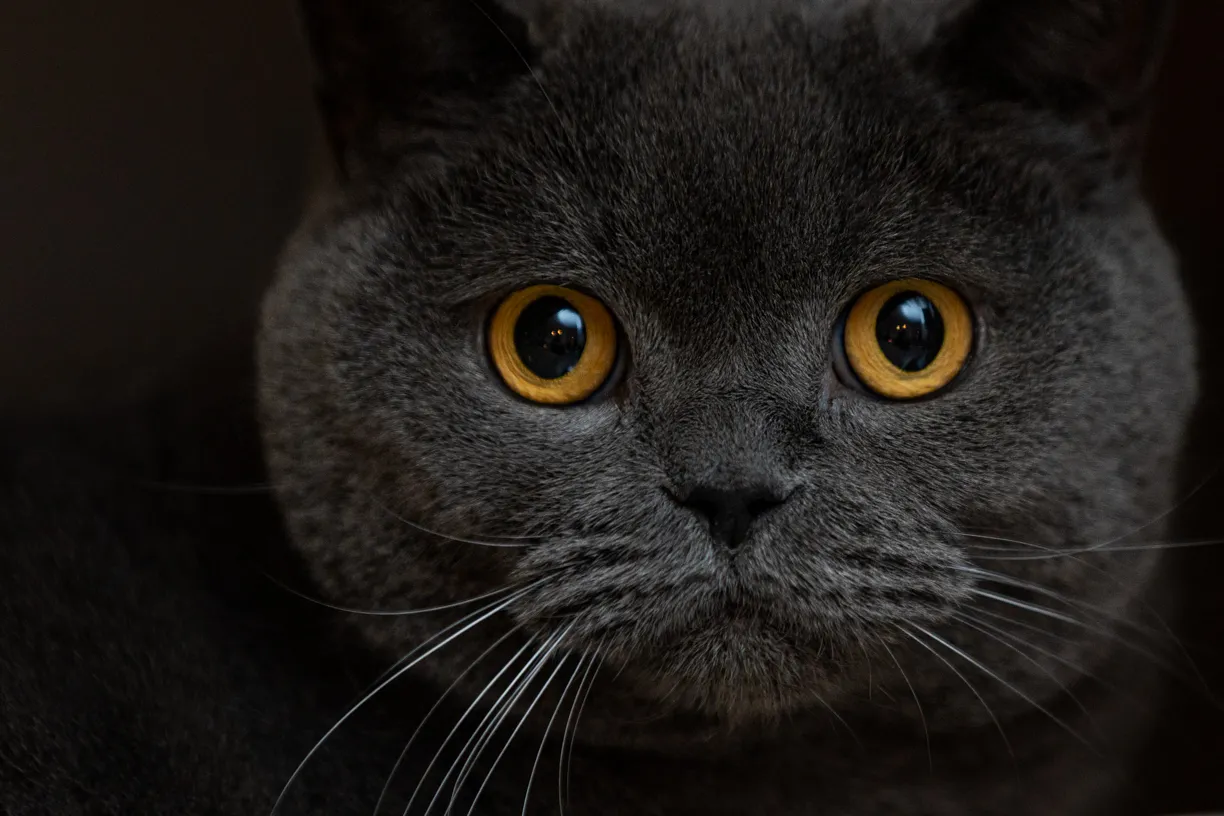 Close portrait of a grey cat with amber eyes against a dark background