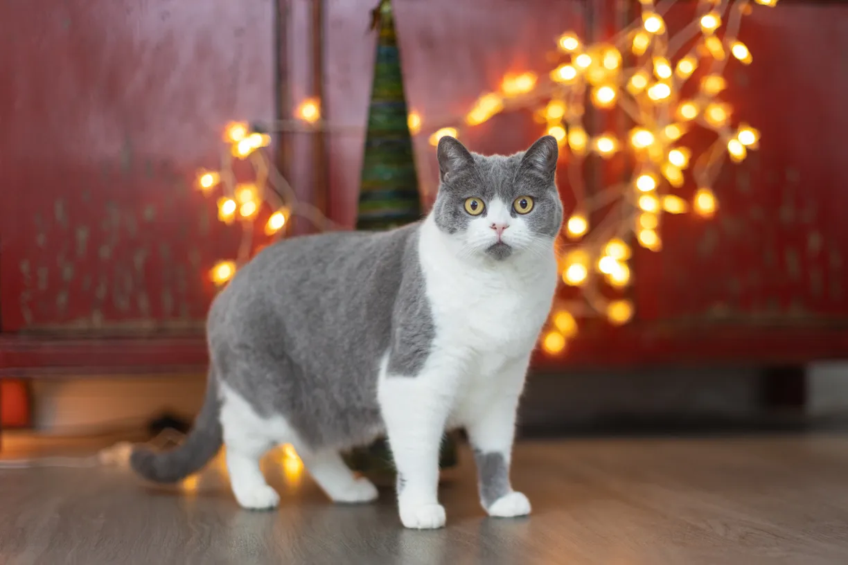 Pets photo 42 of 76 by K Schulz Photography