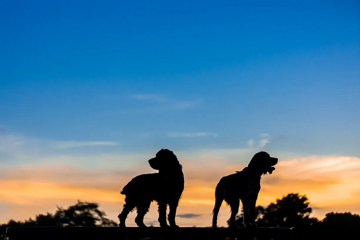 Pets photo 43 of 76 by K Schulz Photography
