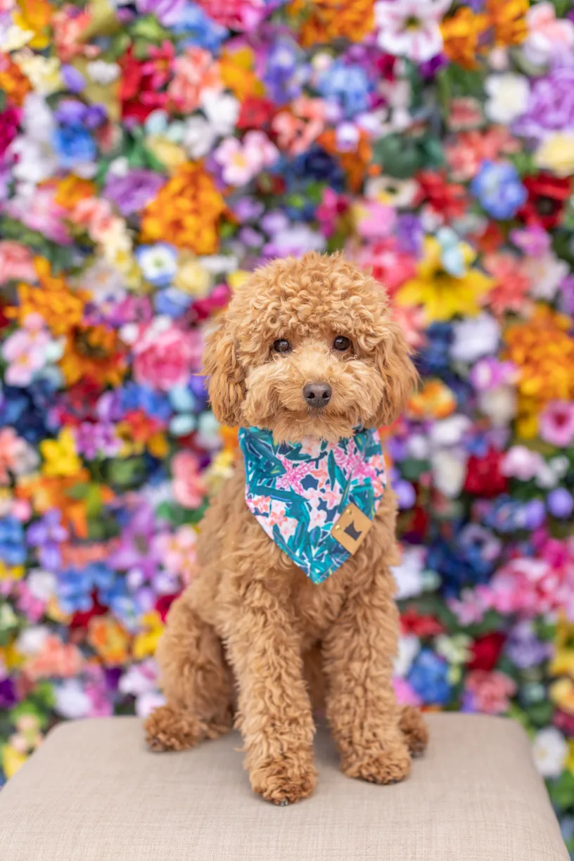 Pets photo 44 of 76 by K Schulz Photography